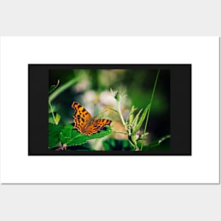 Comma Butterfly Posters and Art